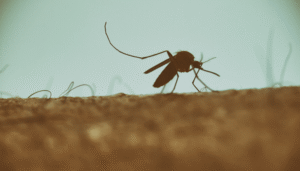 mosquito on african skin