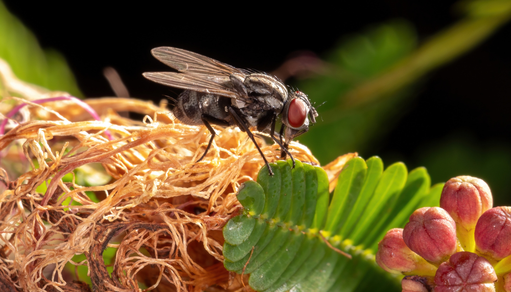 fly on food and fruits